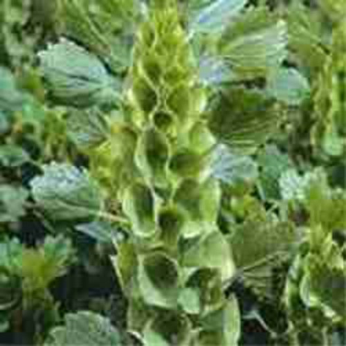 Bells-of-Ireland