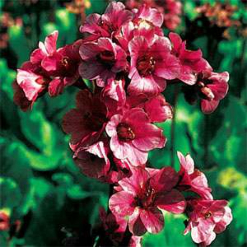 Bergenia