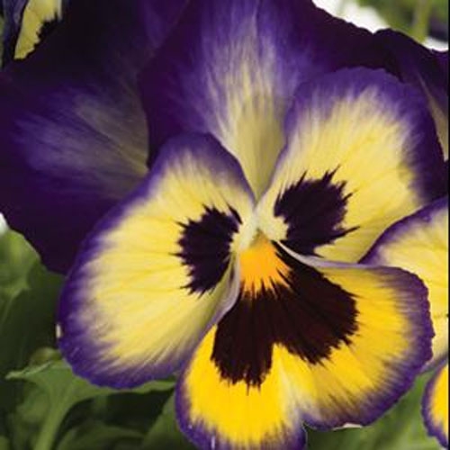 Pansy Blueberry Thrill Seeds Cool Climate Flowers Seed