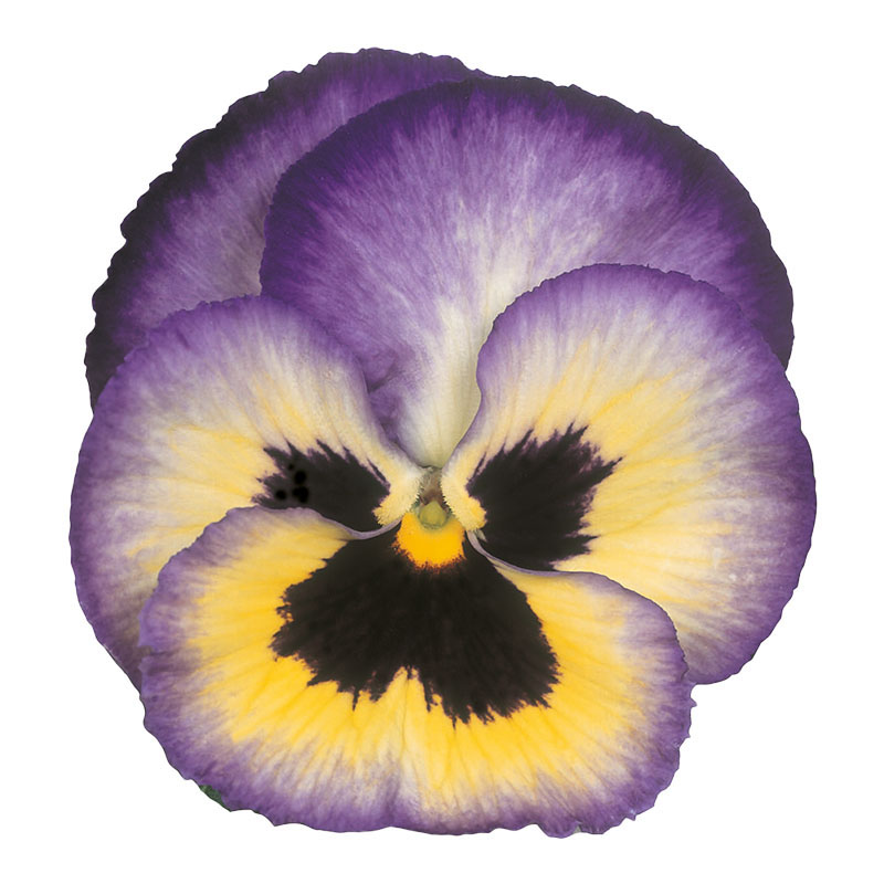 Pansy Blueberry Flowers
