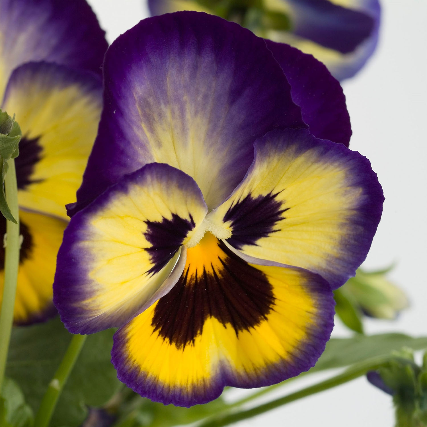 Pansy Blueberry Thrill
