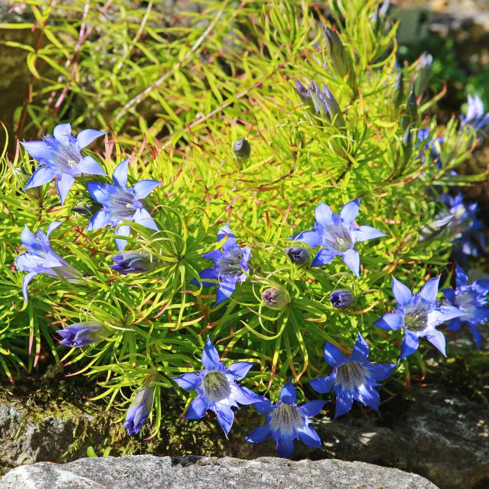 Gentian Blue Herald Flowers