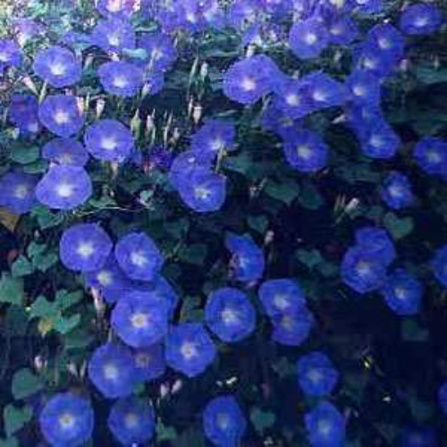 Blue Morning Glory