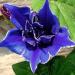 Morning Glory Blue Picotee Flowers