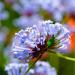 Blue Woodruff Asperula