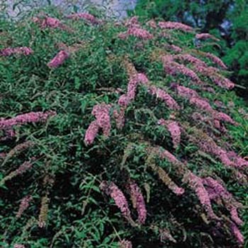 Butterfly Bush Maintenance on Butterfly Bush Buddleia Davidii Violet Start Butterfly Bush Seeds And