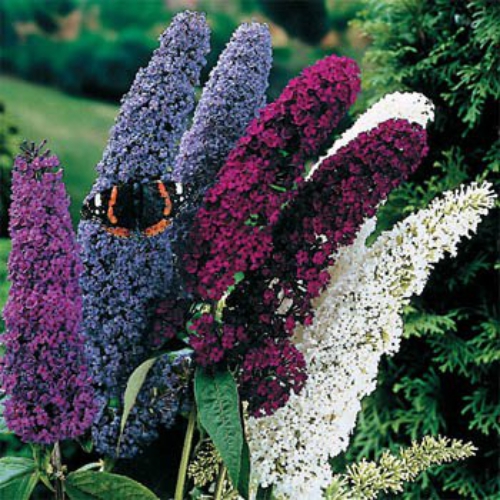 Butterfly Bush Maintenance on Butterfly Bush Buddleia Davidii Mix Start This Beautiful Perennial