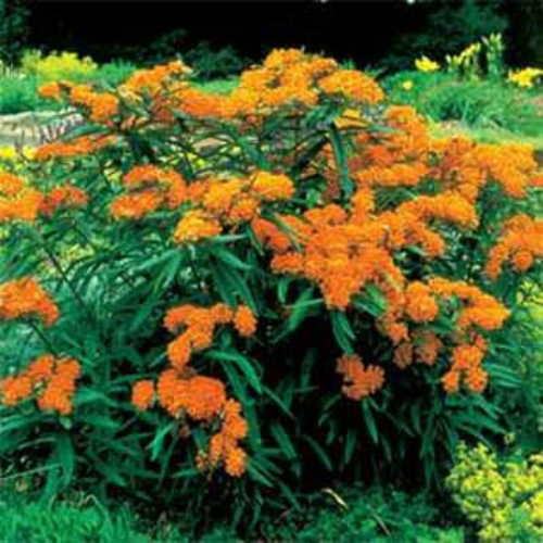 butterfly orange weed tuberosa asclepias flower milkweed seeds perennial plant flowers seed butterflies care garden plants bright outsidepride beautiful mix