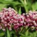 Butterfly Weed Carmine-rose