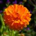 Calendula Orange King Flowers