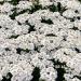 Candytuft Ground Cover Plants