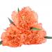 Flowering Orange Carnations