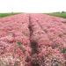 Carnation Rose Flower Field