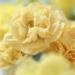 Carnation Yellow Flowers