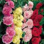 Carnival Hollyhock