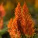 Celosia Orange Flowers