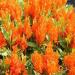 Celosia Plumosa Orange Flower Bed