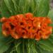 Celosia Cristata Orange Plants