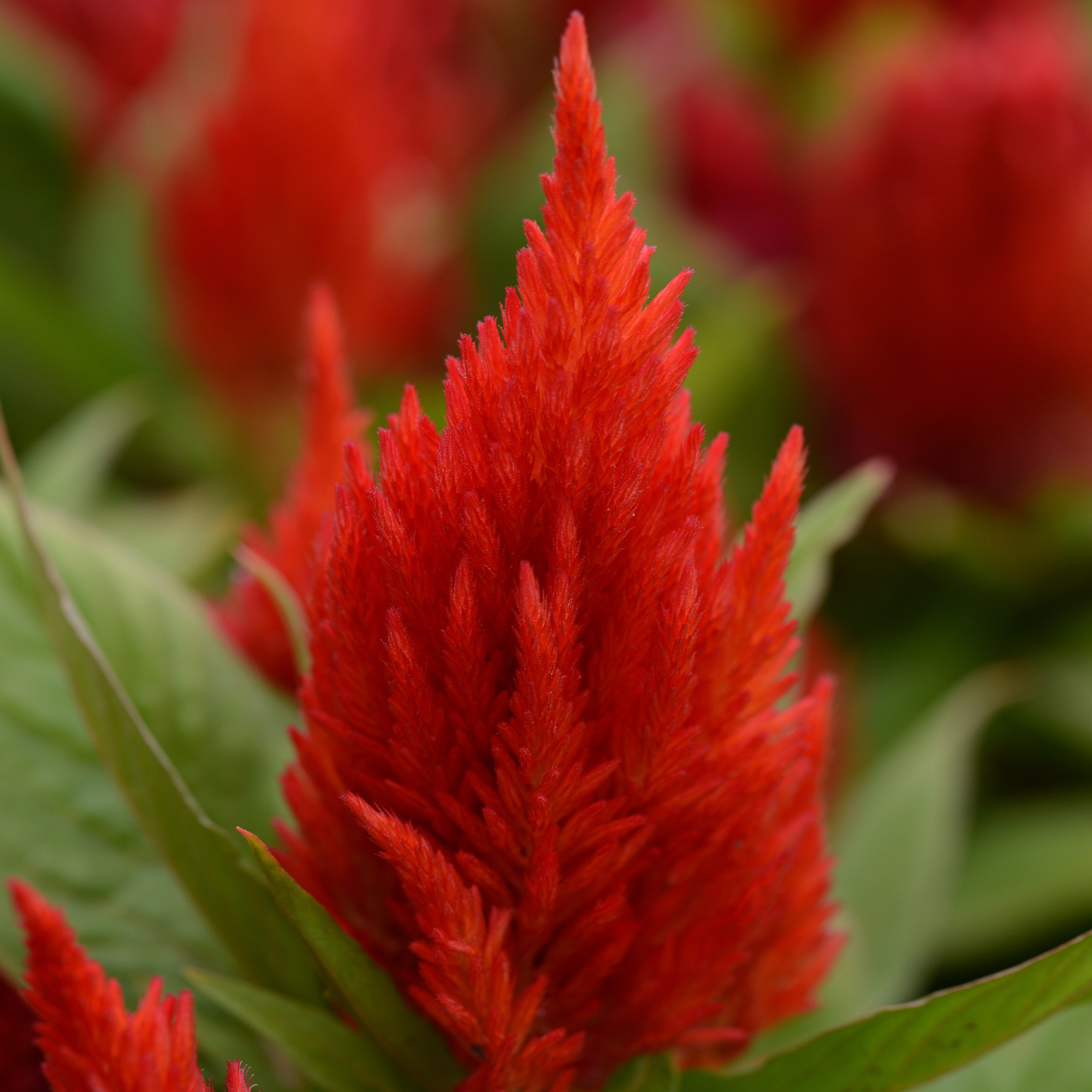 Celosia Woolflower Scarlet Plants