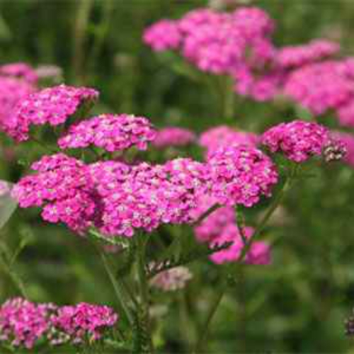 cerise queen