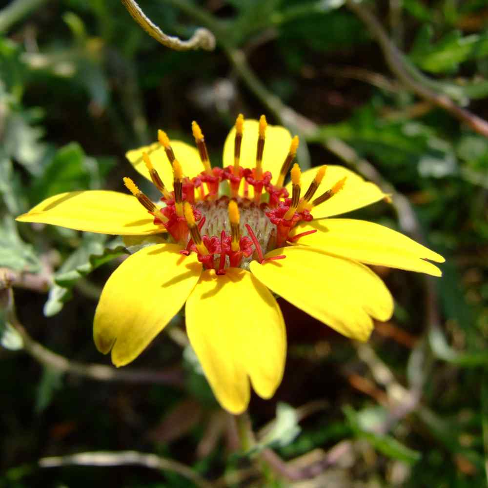 Chocolate Flower Seeds - Berlandiera Lyrata Flower Seed