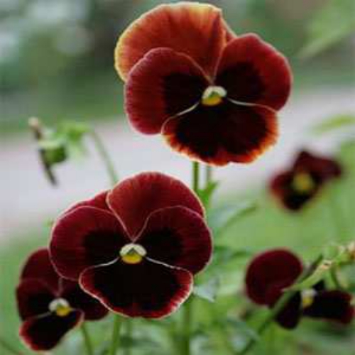 Viola Swiss Giants Claret