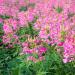 Cleome Serrulata Pink Flowers