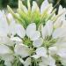 Cleome White Flowers
