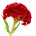 Celosia Cristata Carmine Flower