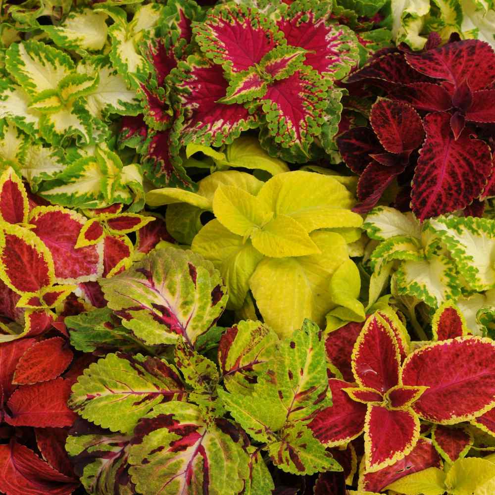 Coleus Wizard Mix