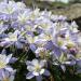 Perennial Columbine Blue Dream Flowers