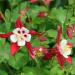 Colummbine Crimson Star Garden Flowers