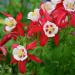 Perennial Aquilegia Crimson Star Flowers