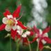 Aquilegia Caerulea Crimson Star Flowers