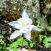 Columbine Crystal Star Garden Flowers
