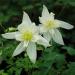 Columbine Crystal Star Flowers