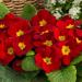 Primrose Acaulis Scarlet Flowers