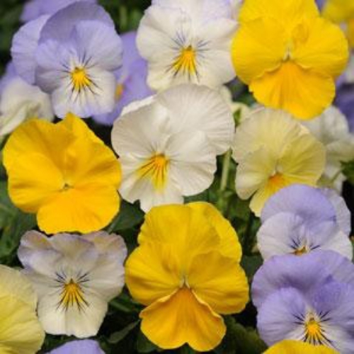 Cool Wave Pansy Seeds Growing Pansies From Seed