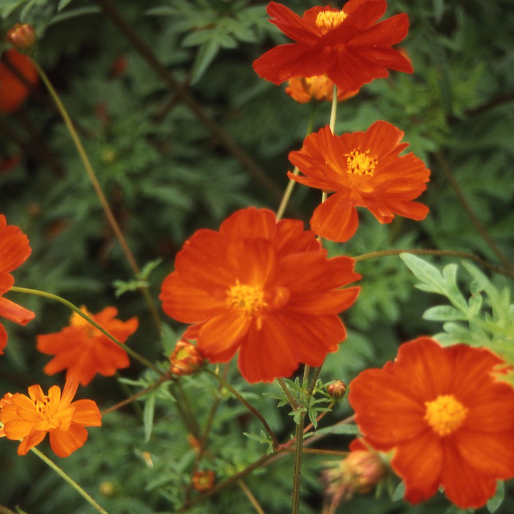 Cosmos Flowers on Sulfur Cosmos Seeds   Cosmos Sulphureus Red Flower Seed