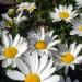 Chyrsanthemum Creeping Daisy