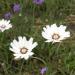 Catananche Caerulea White