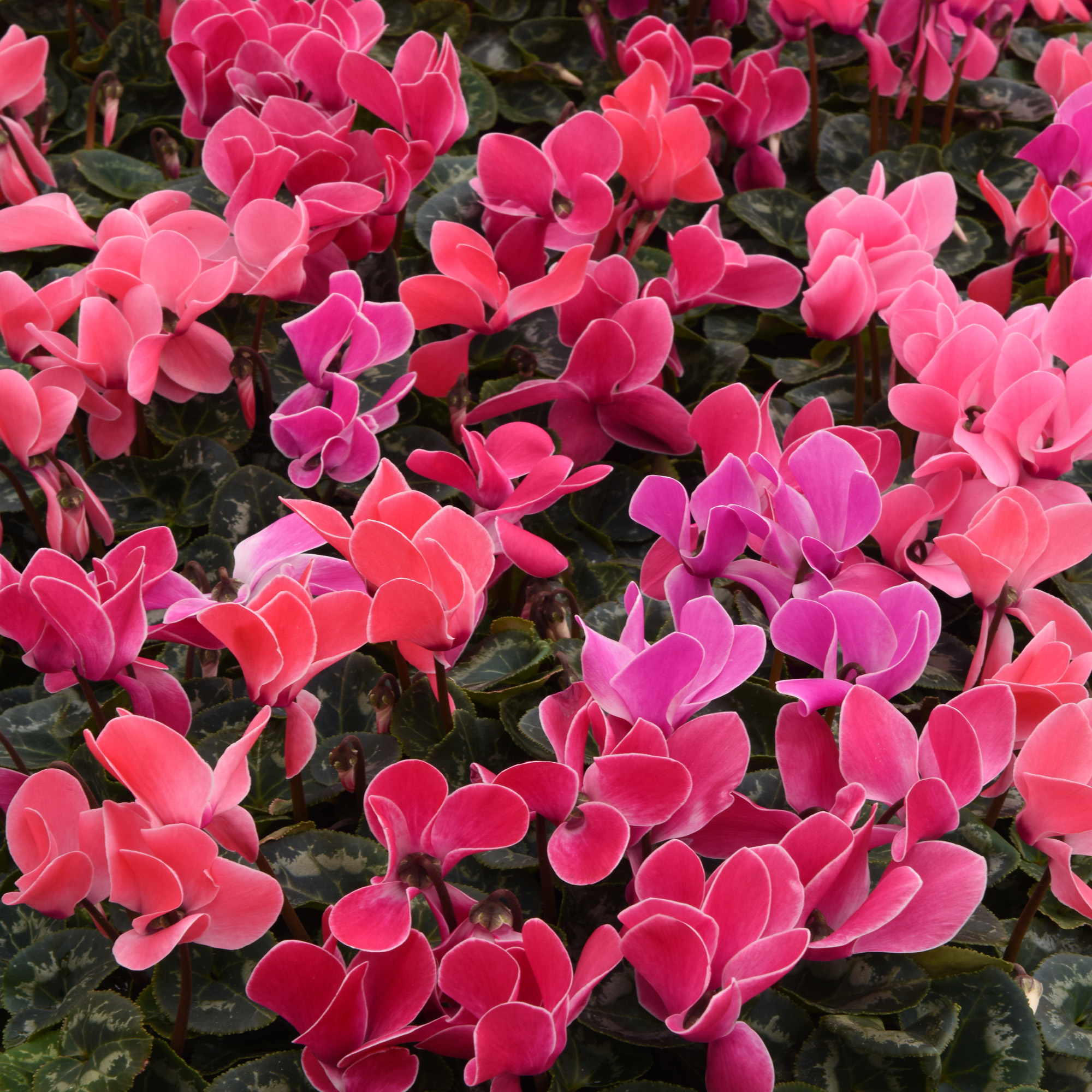 Cyclamen Flowers