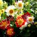 Dahlia Dandy Flower Mix