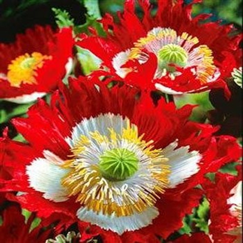 My Image 13