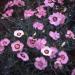 Dianthus Alwoodii Flowers