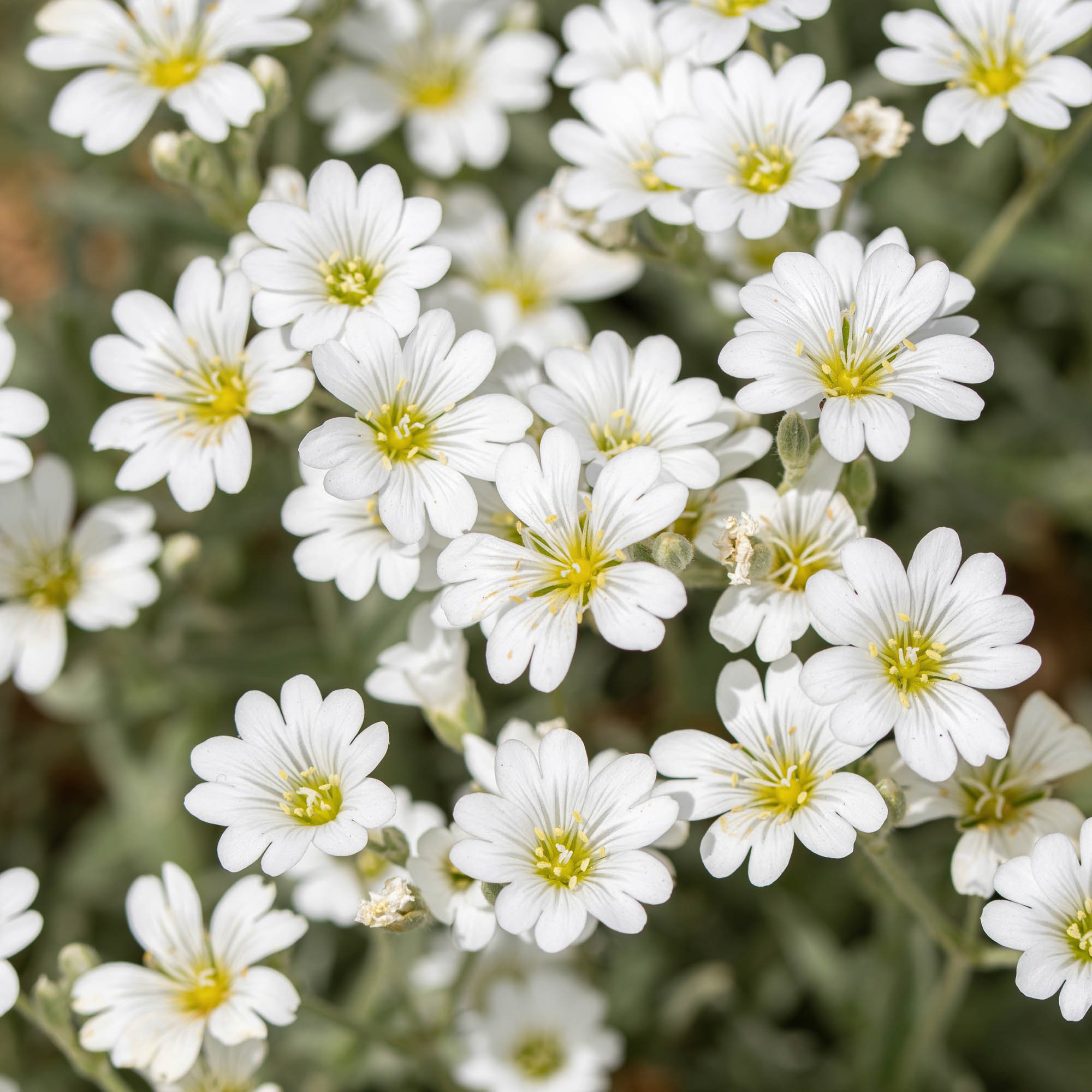 Dianthus Seed Arenarius White Ground Cover Seeds Dianthus Arenarius