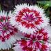 Dianthus Barbatus Holborn Glory Flowers