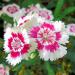 Dianthus Barbatus Holborn Glory Garden Flower