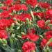 Carnation Scarlet Flowers