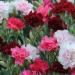 Dianthus Sonata Flower Mix